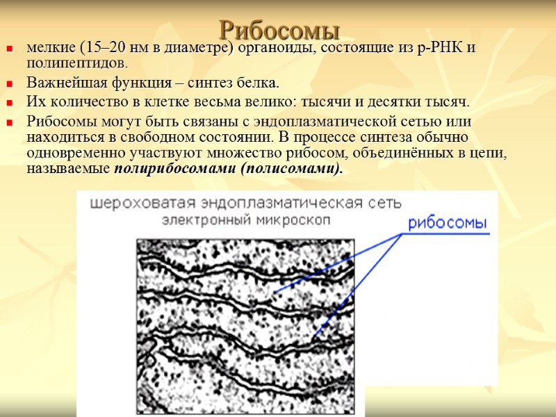 Рибосомы мелкие (15–20 нм в диаметре) органоиды, состоящие из р-РНК и полипептидов. Важнейшая функция